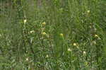 Narrowleaf evening-primrose